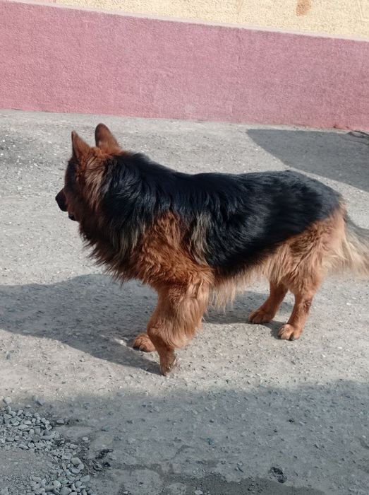 Авчарка 2.5 года