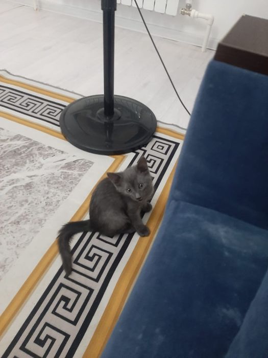 Отдам в хорошие руки