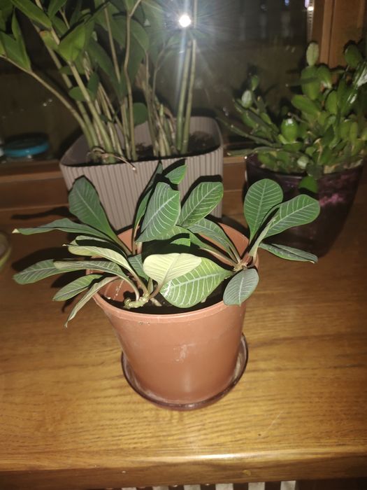 Растение Молочай