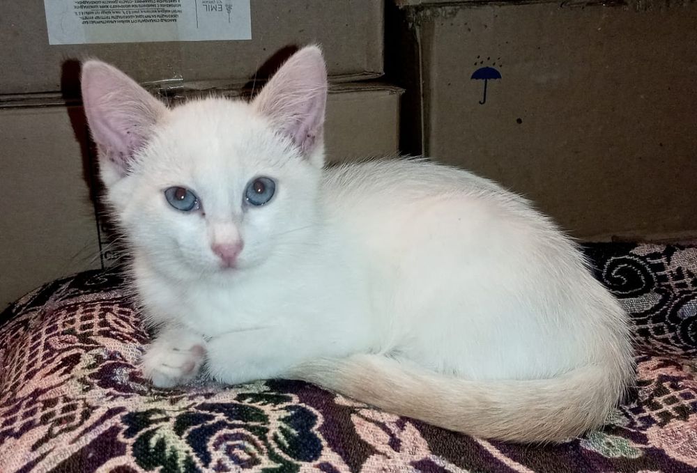 Кошечка два месяца