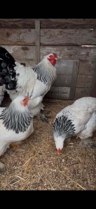 Oua brahma  herminat deschis si potarnichiu