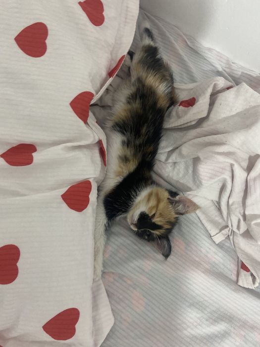 Котенок в добрые руки