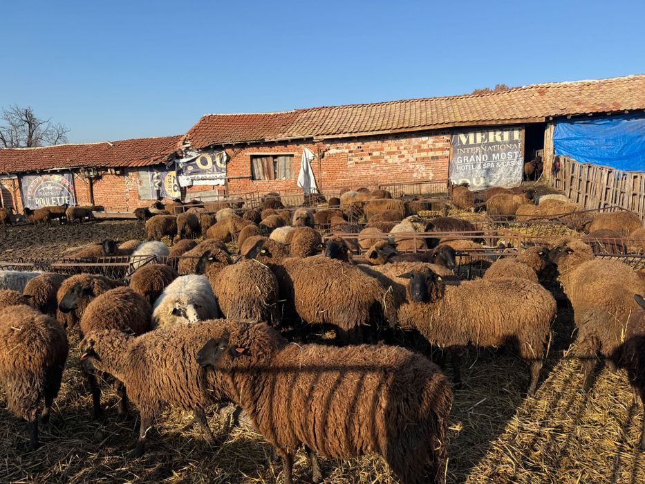 200 броя овце карнобатска местна порода