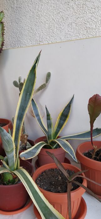 Vând cactus Euforbia și Agava americană