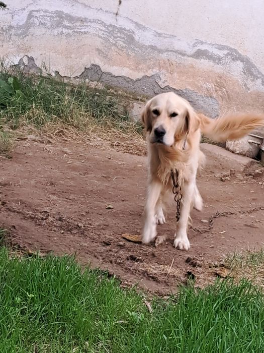 Малки кученца !!! Майка Белгийска овчарка !!! Баща Лабрадор !!!