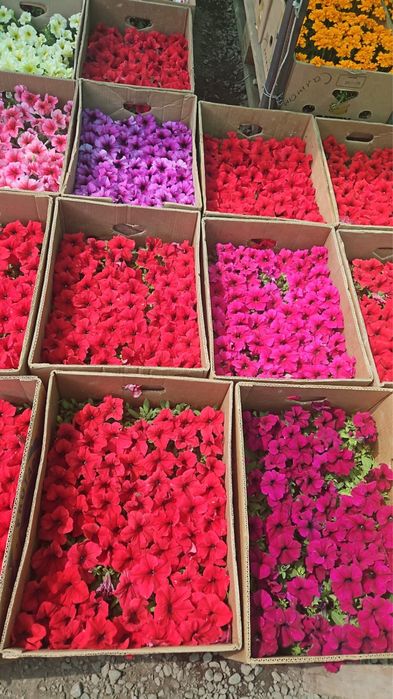 Петуния Сальфия Бархатцы