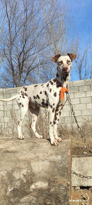 Собака Далматин ит,. Еркек, кабель