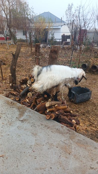 Теке сатылады туркестан қаласы