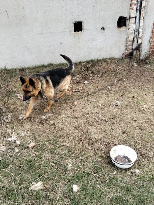 Продам овчарку