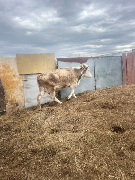 сиын бузауымен сатылады.              .                              .