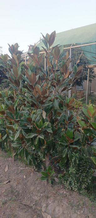 Magnoliya glandiflora Italyanski