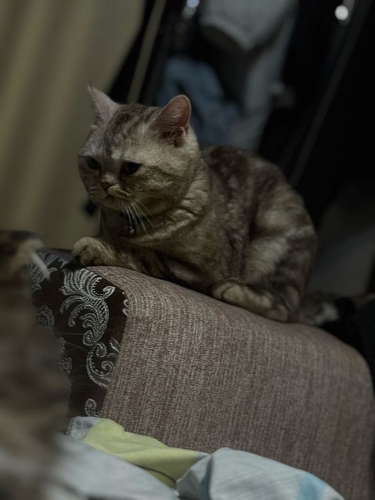 Кот в добрые руки