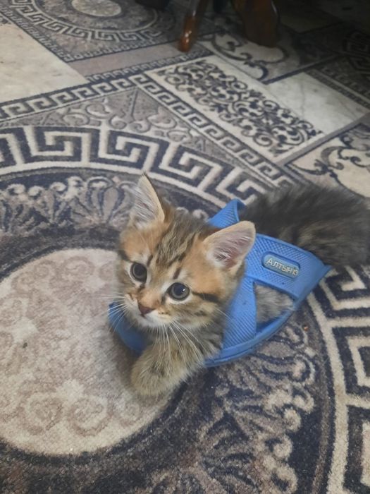 Продам котят смесь британцы