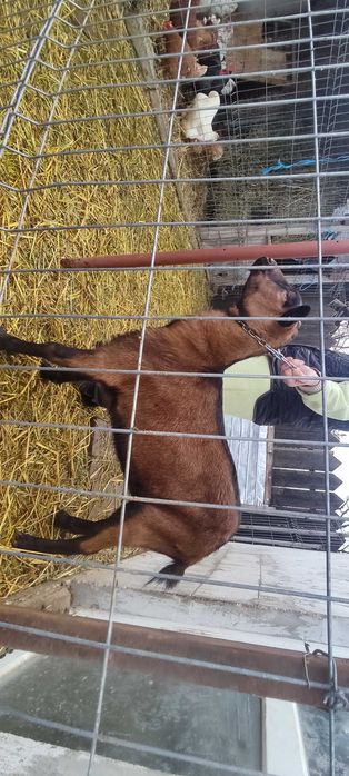 ALPINA FRANCEZA CIUTA genetic, rasă pură