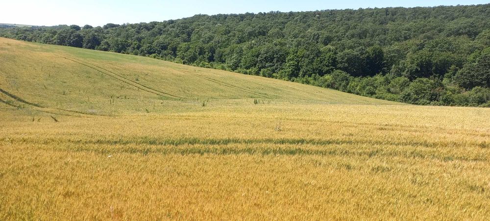 Земеделска земя с.Зорница общ.Аксаково, обл.Варна