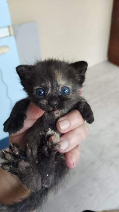 Котята в заботливые руки