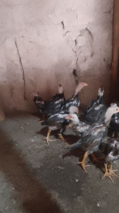 Dakan shamo jojala sotiladi