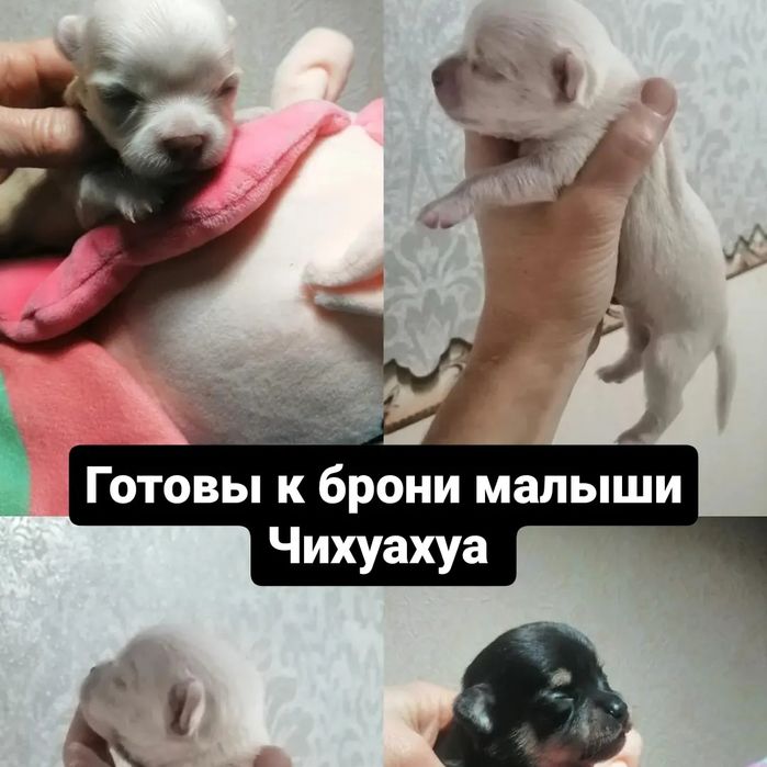 Малыши Чихахуа Готовы к брони
