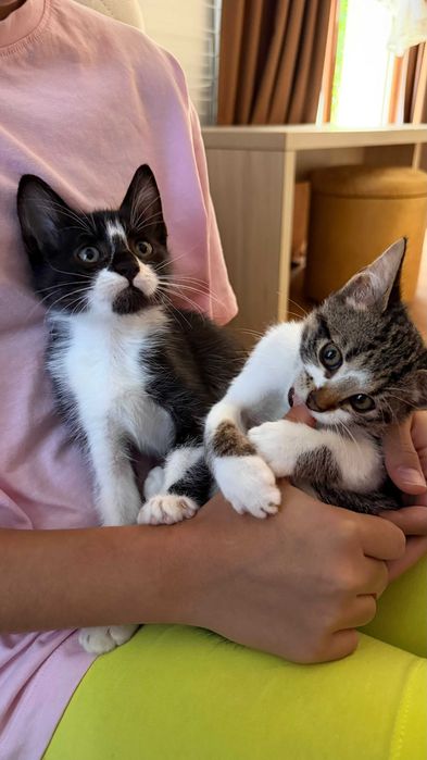 Две прекрасни котенца на 2 месеца търсят дом