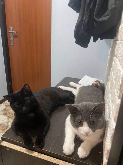 Отдам даром черную котенка