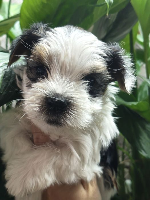 Малыши Бивер Йорка