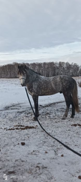 Жеребец для кокпара