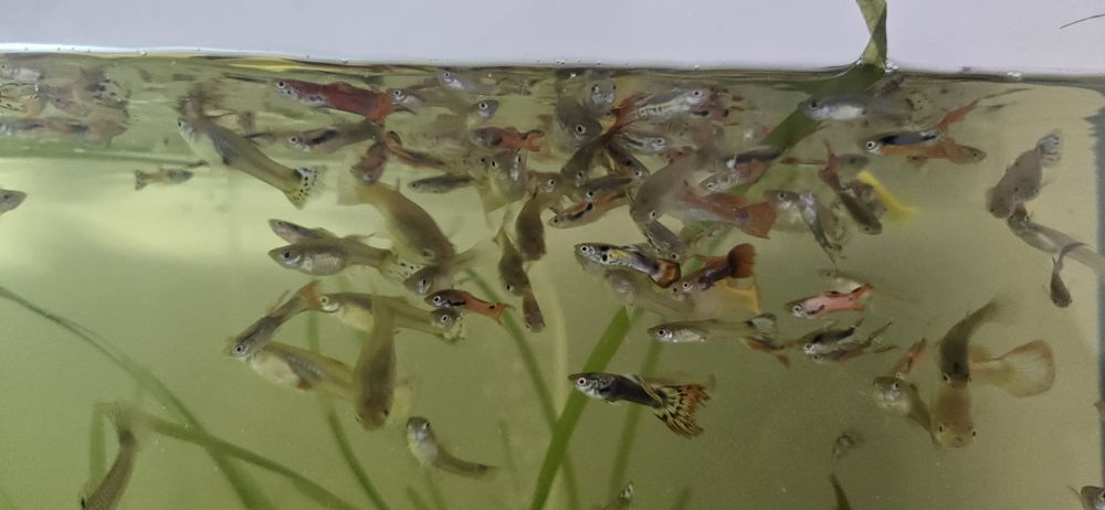 Vând pestisori acvariu