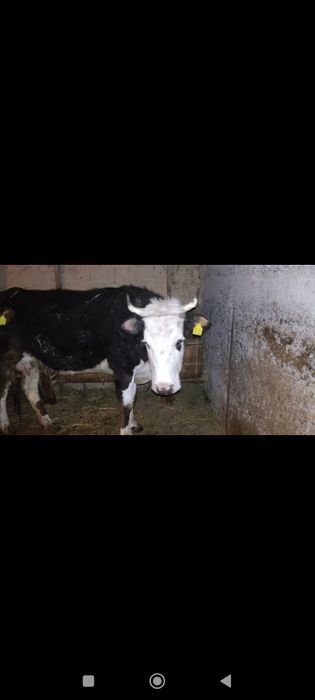 Сауынды сиыр 600000тг