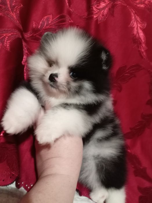 Продам щенков шпица