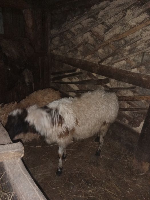 Продам тоқтылар, кошкары