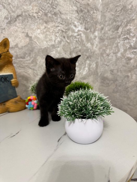 Продаются котята