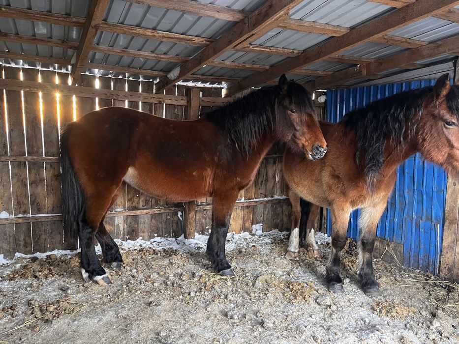 Продам кобыл жеребые