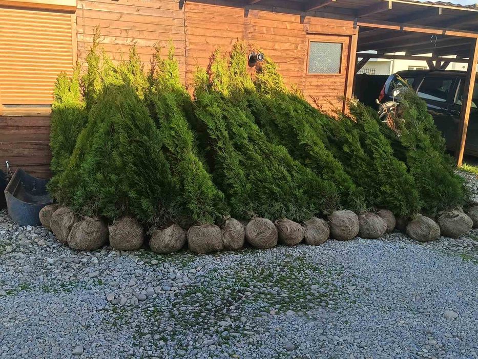 Западна туя смарагд от 0,50м до 2,50м Фастигиата 1,50м