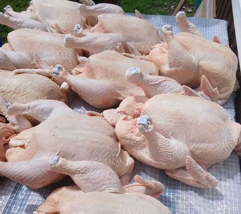 Продам мясо бролера