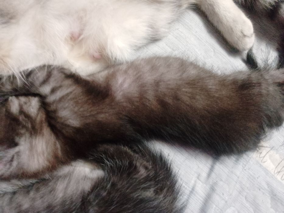Продаем котят!!!