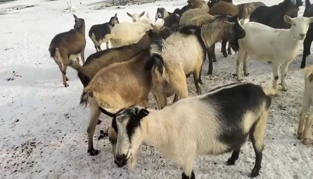 Нубийский,альпий француз-альпий, голанд-занин ешілері сатылады