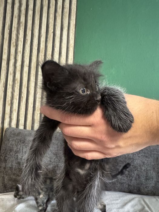 Подарявам котенца