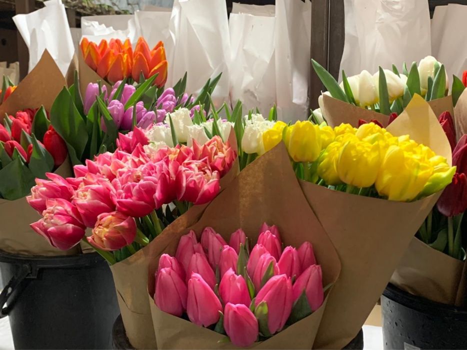 Тюльпаны оптом в Алматы (область) своя теплица