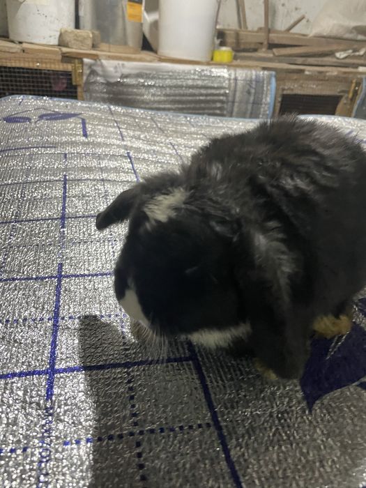 Quyon karlikoviy baran