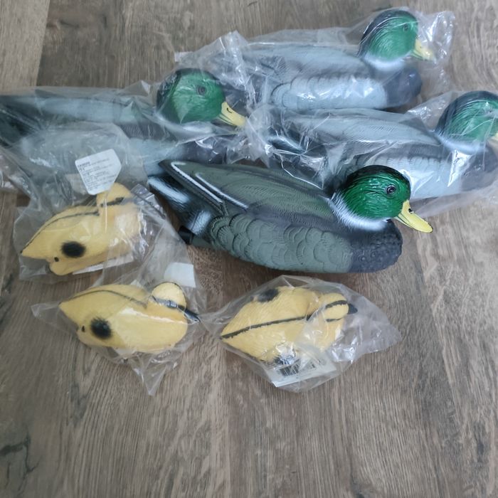 Плаваща патица мюре