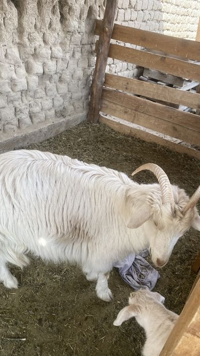 Орыс ешки занен