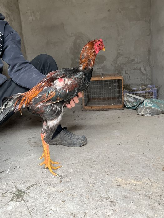 Продам петуха дакан