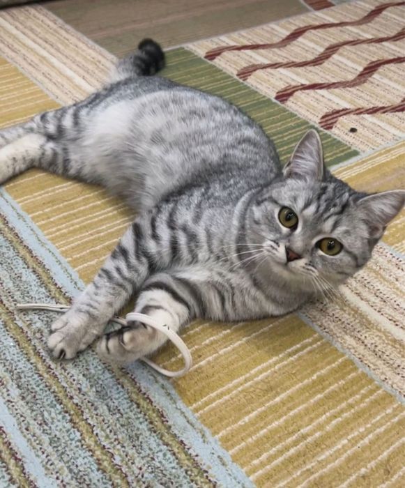 Кот. Шотландский