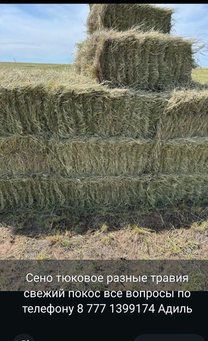 Продам сено тюках