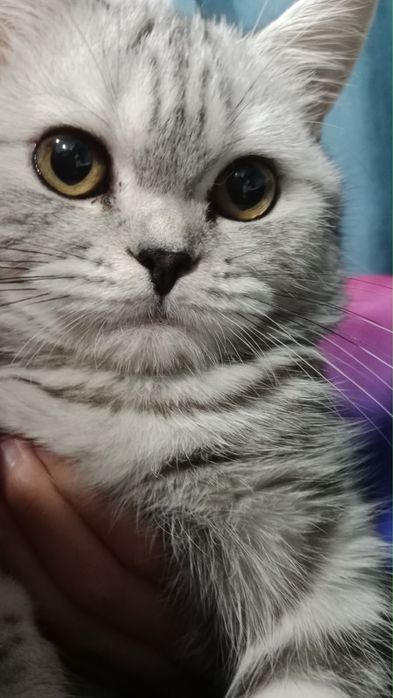Срочно продается породистая кошка