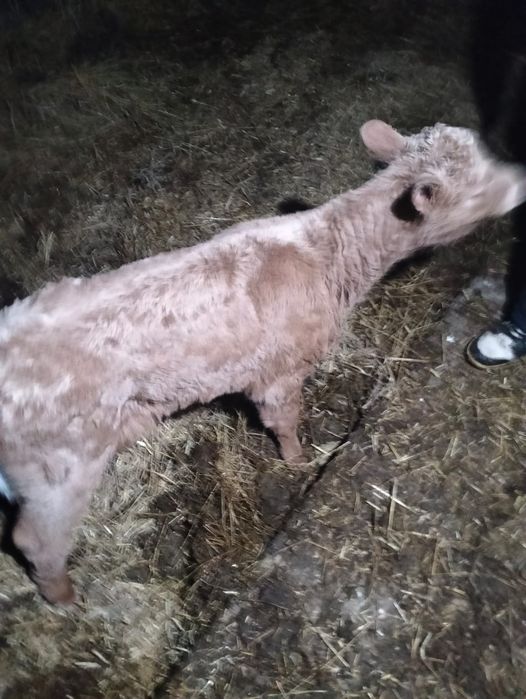 Продам теленка , телочка