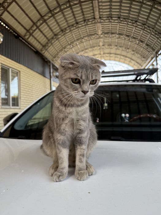 Кошка, шотланка вислоухоя, скоттиш фолд