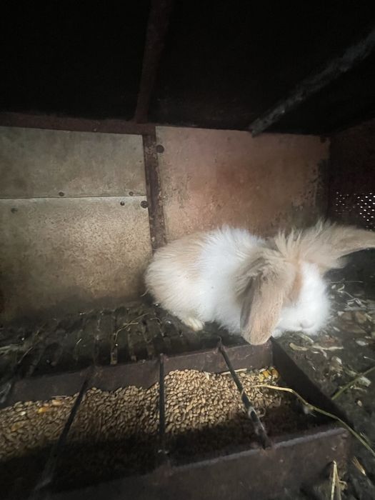 Iepuri de casa Angora si iepuri rasa mixta