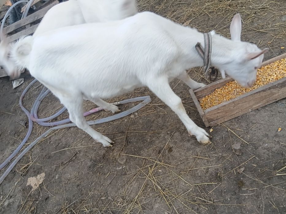 Vând tap șaten ciut