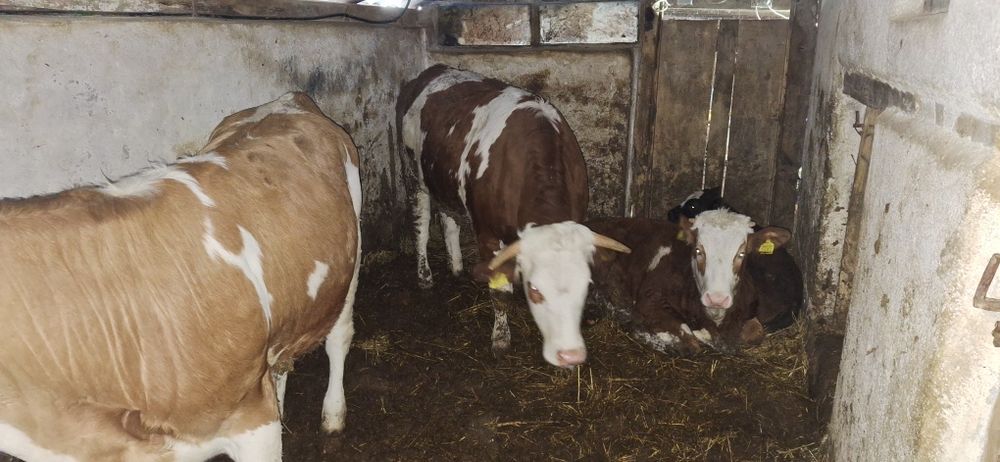 Vând Taur şi Jurincă